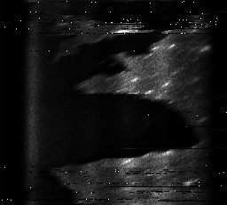 ascat_grayscale_ch2.png